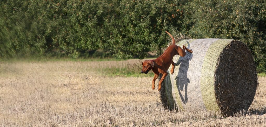 strohballen schatten 1