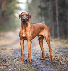 bildschirmfoto 2020 01 06 um 20.09.00